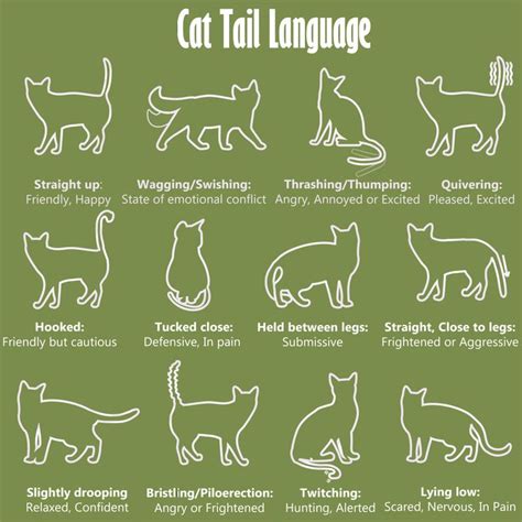 feed cats in sign language.